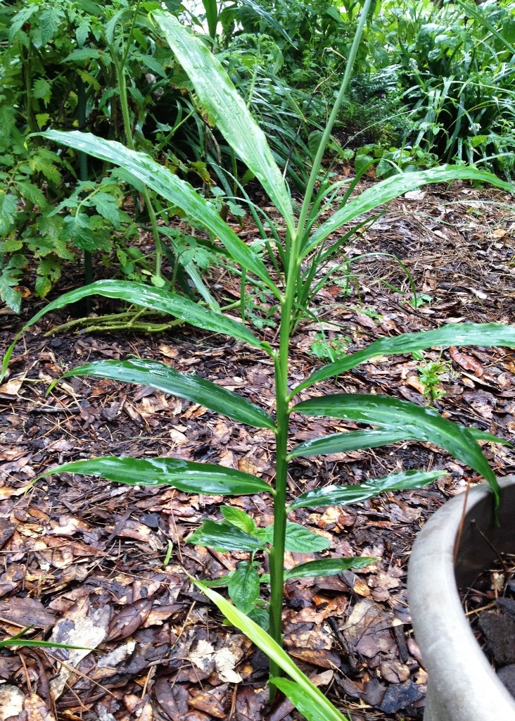 Galangal