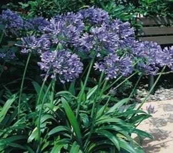 Agapanthus africanus (Lily of the Nile)