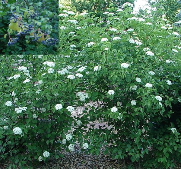 Viburnum dentatum (Arrowwood Viburnum)
