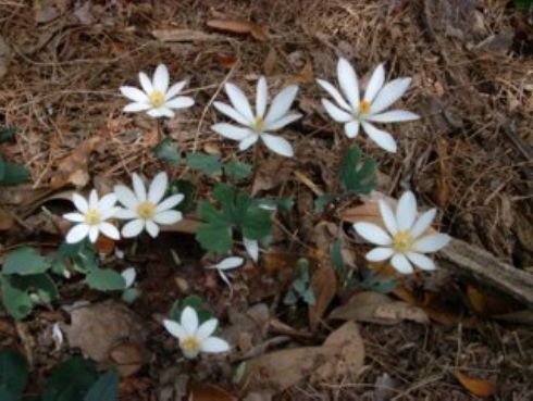 Sanguinaria canadensis (bloodroot)