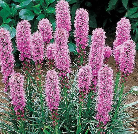 Liatris spicata (Dense Blazing Star)