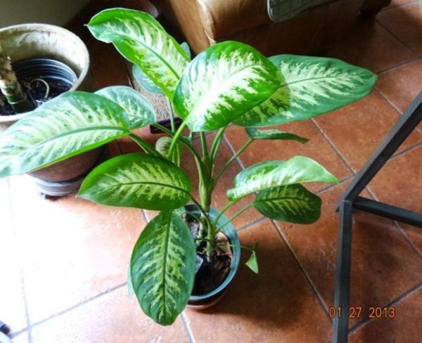 Dieffenbachia Sp (Dumb Cane)