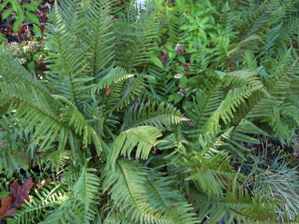 Dryopteris ludoviciana (Fern, Southern wood)