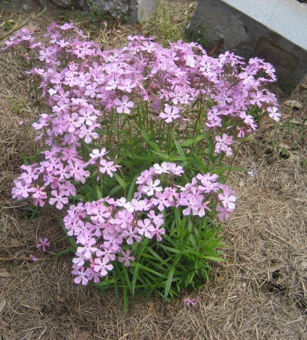 Phlox paniculata (Phlox, garden (pink))