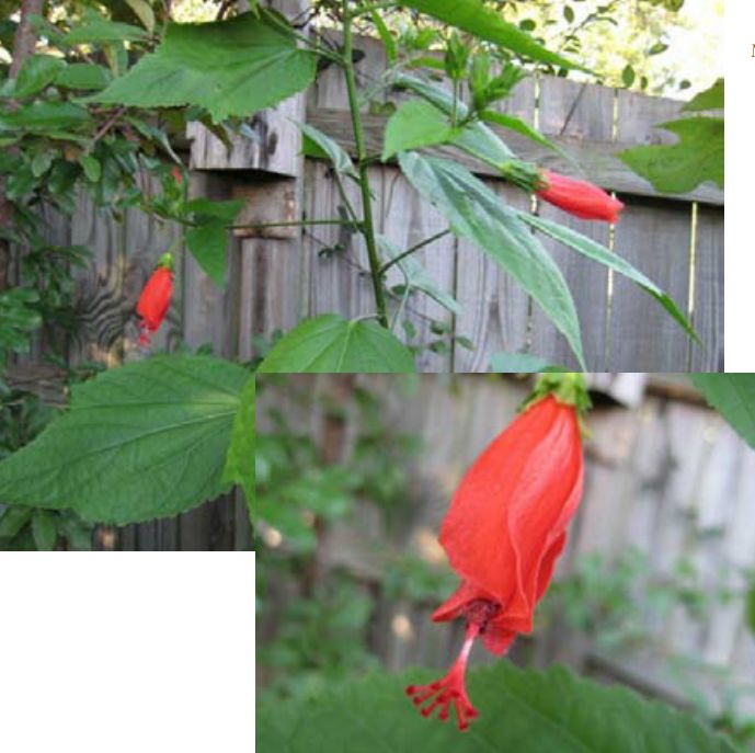 Malvaviscus arboreus (Turks cap hibiscus)